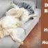 how to cut golden retriever nails golden retriever health and care totally goldens how to cut golden retriever nails golden retriever health and care totally goldens