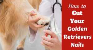 how often should you bathe a golden retriever how often should i bathe my golden retriever and why how often should you bathe a golden retriever how often should i bathe my golden retriever and why