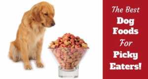 when to stop feeding puppy food golden retriever golden retriever health and care totally goldens when to stop feeding puppy food golden retriever golden retriever health and care totally goldens
