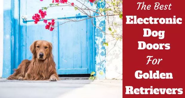 best electronic doggie door