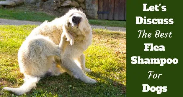 Best flea shampoo for dogs