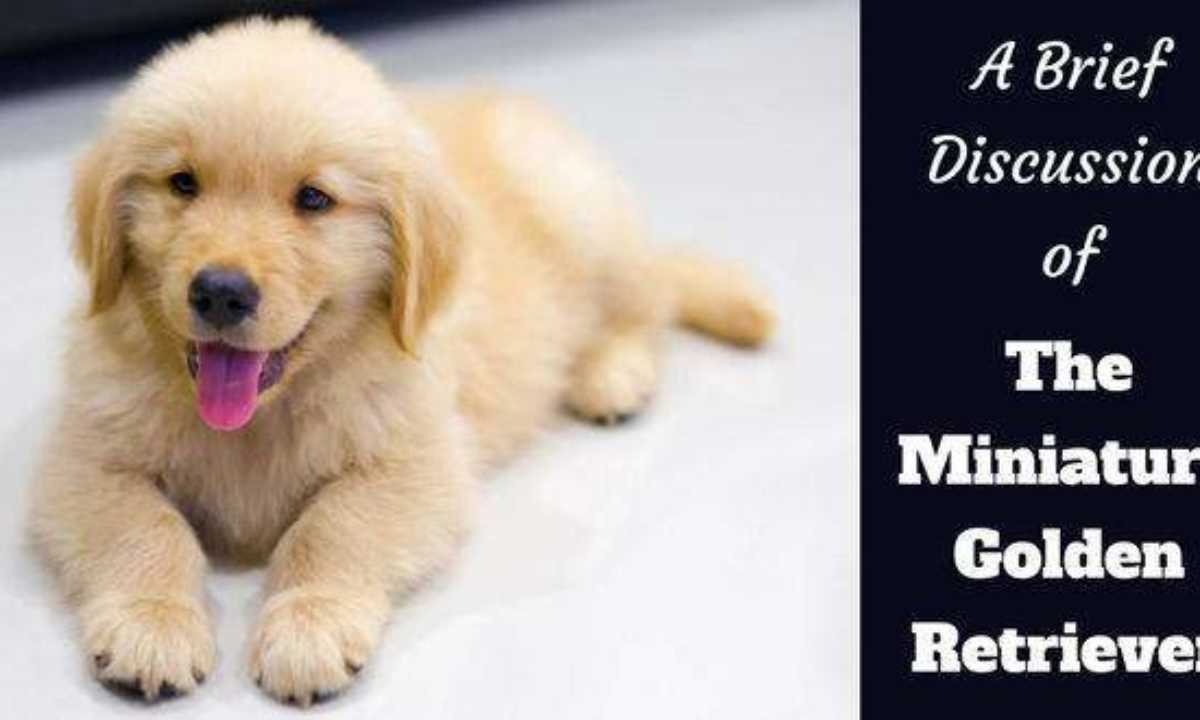 5 Things to know about the Mini Golden Retriever Small Teacup