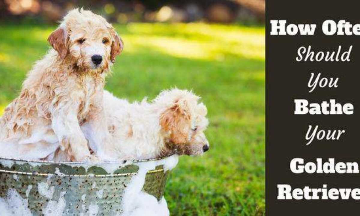 How Often Should I Bathe my Golden Retriever and Why