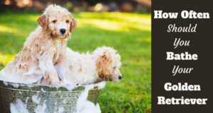 how to give a golden retriever a bath golden retriever health and care totally goldens how to give a golden retriever a bath golden retriever health and care totally goldens