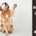 how often should i feed my golden retriever puppy golden retriever health and care totally goldens how often should i feed my golden retriever puppy golden retriever health and care totally goldens