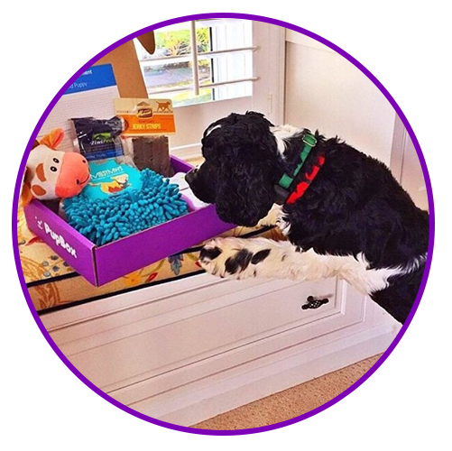 Best Dog Subscription Box for Monthly Toys, Treats, and Fun!