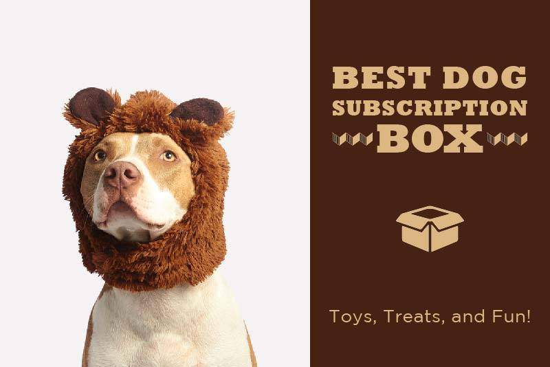 monthly dog toy subscription