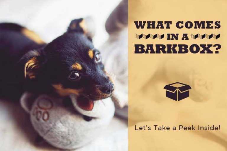 What Comes In A BarkBox? Take A Look At What’s Inside