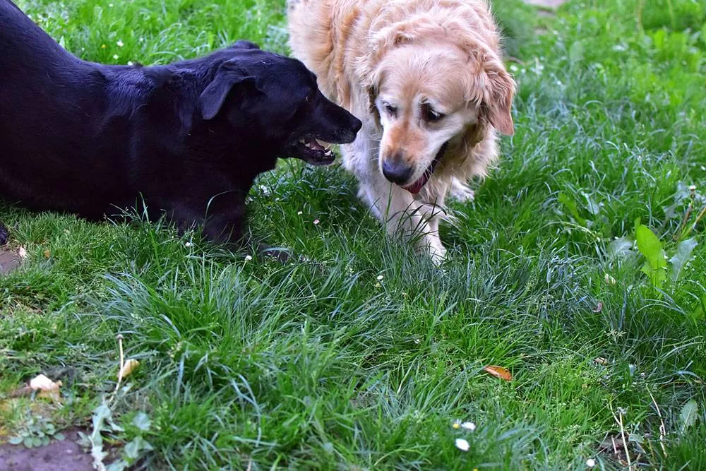 black golden retrievers