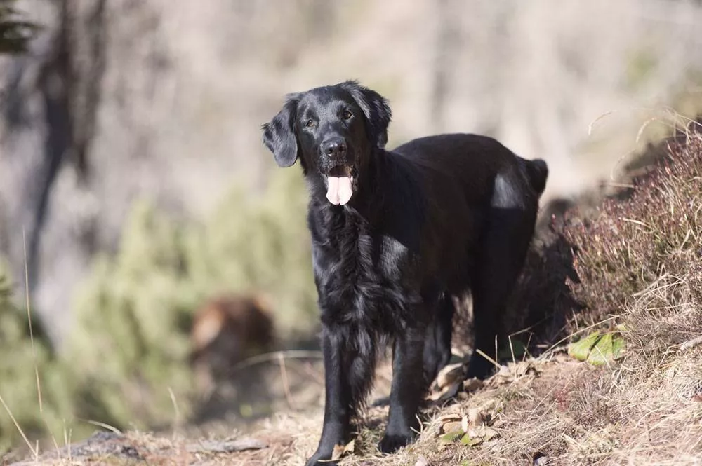 black golden retrievers