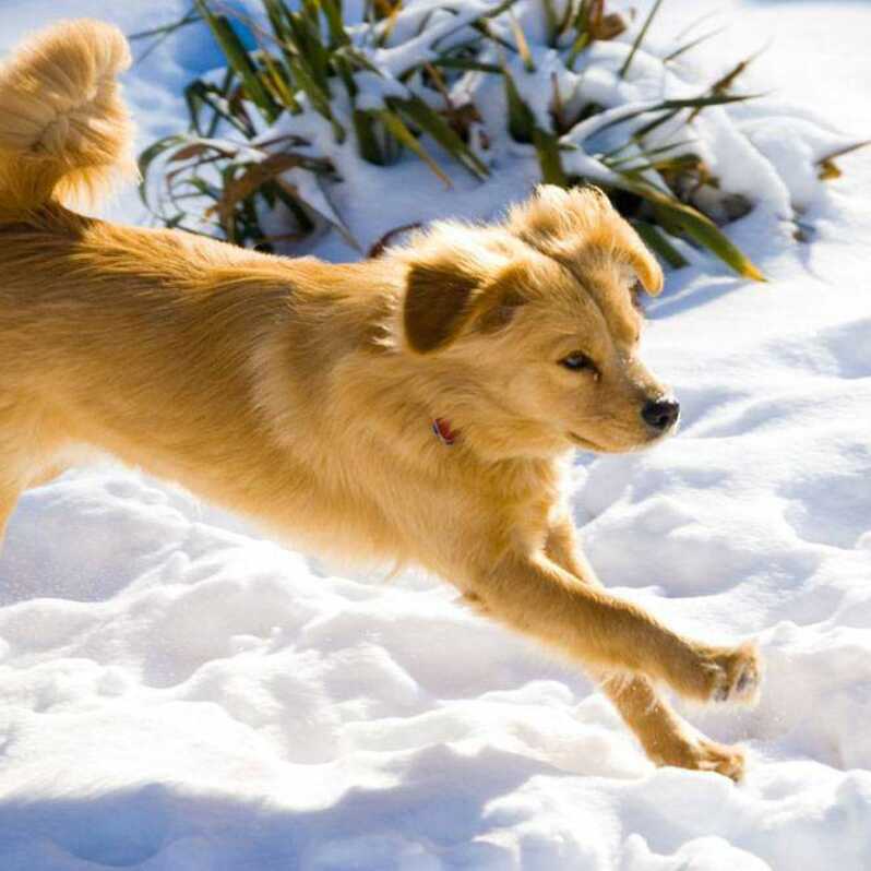 Golden chow puppies for sale shop