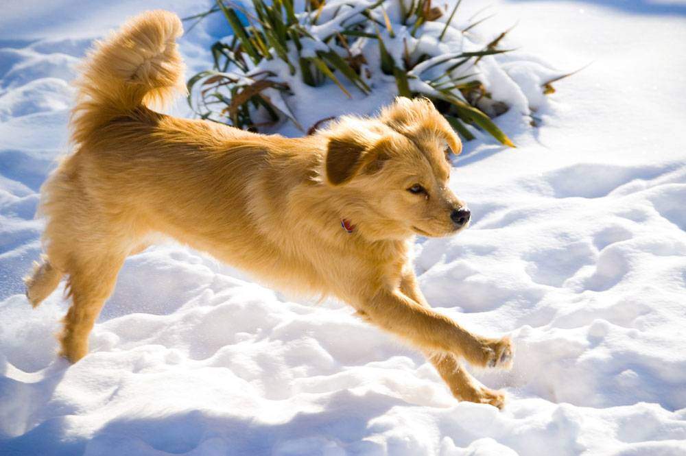 chow chow retriever