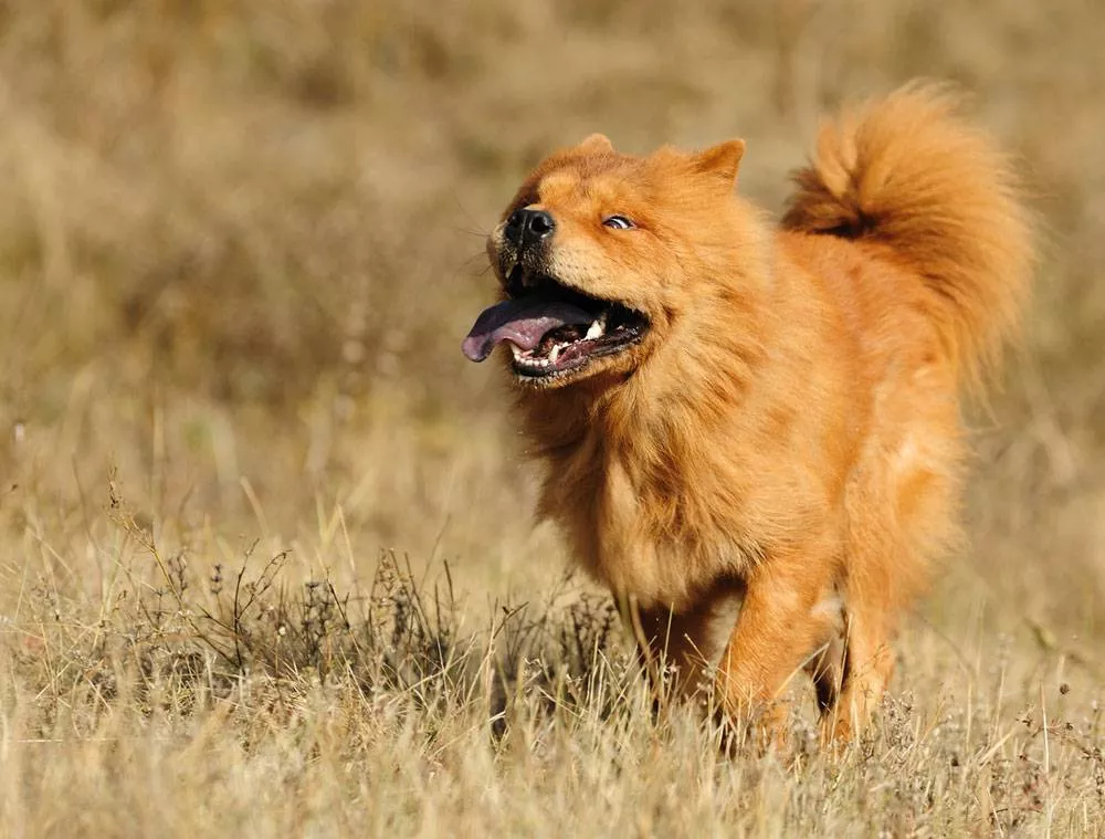 golden retriever chow