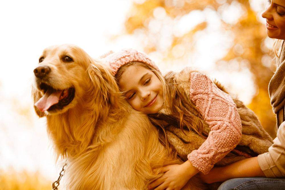 Chiens de récupération d'or