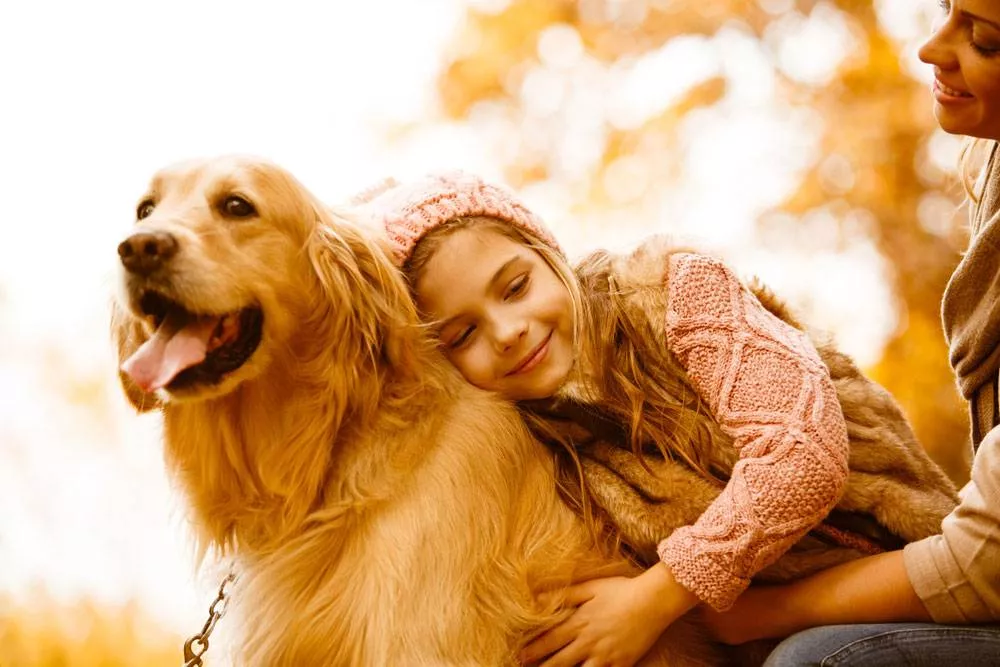 Different Types Of Golden Retriever And Color Variations