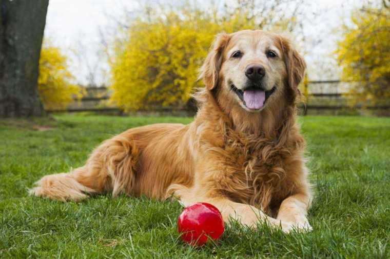 How Long Do Golden Retrievers Live? (Lifespan & Life Expectancy)