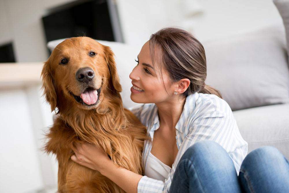 golden retriever blue eyes