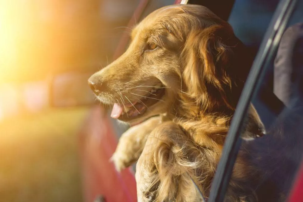 Golden Retriever