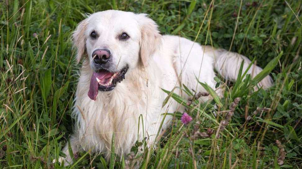 english white golden retriever english white golden retriever
