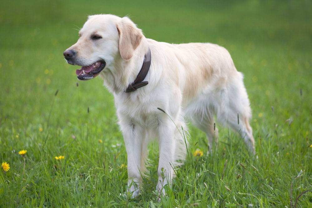 purebred english cream golden retriever