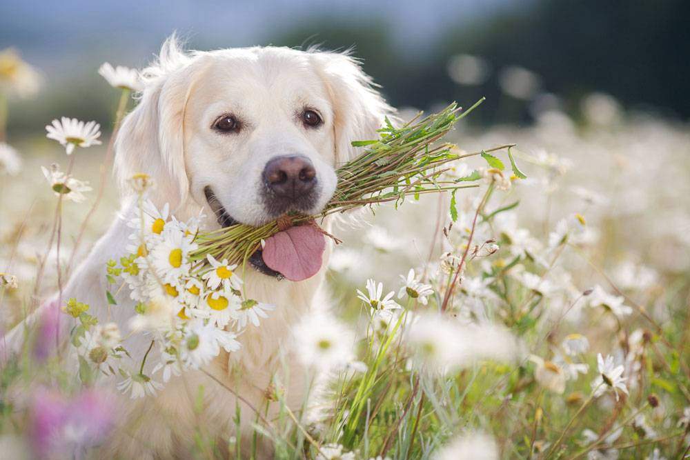 white retriever dog