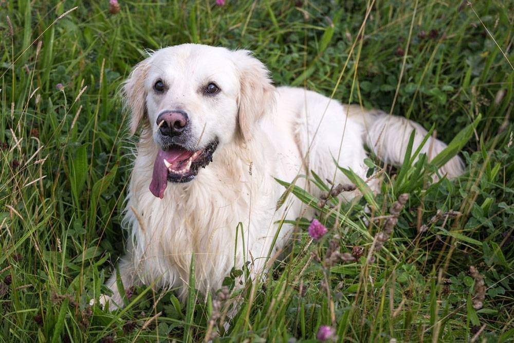 Droll Full Grown English Cream Golden Retriever