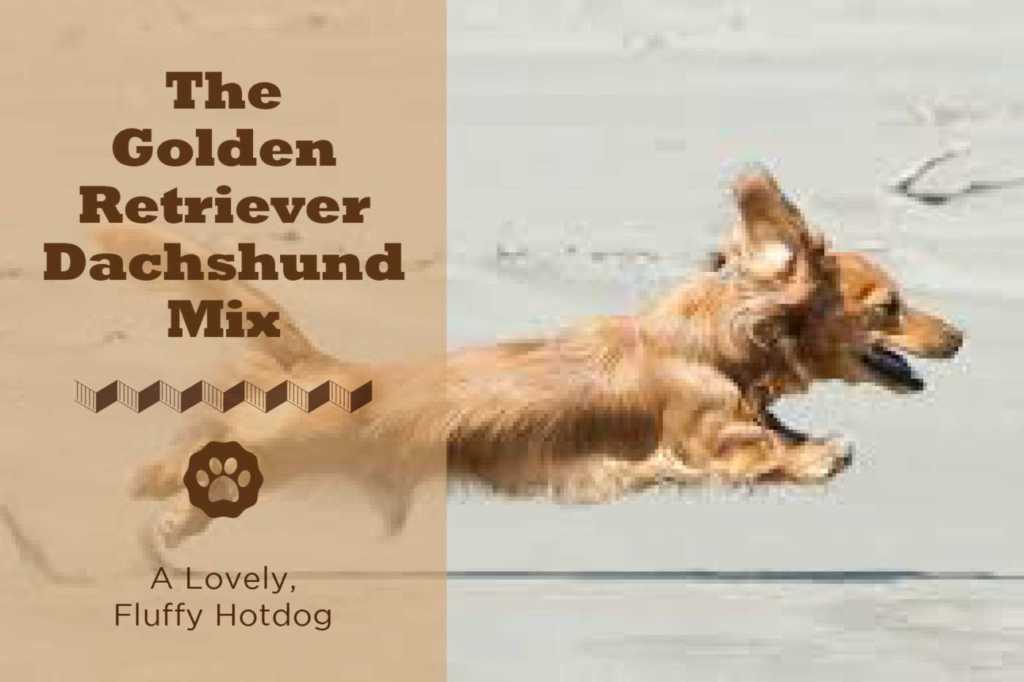 golden retriever mix dachshund