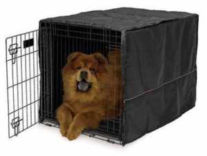 What To Put In Dog Crate What To Avoid Where To Put It