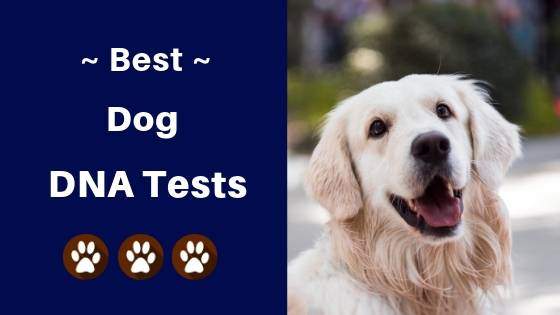 best dog dna tests reviews best dog dna tests reviews