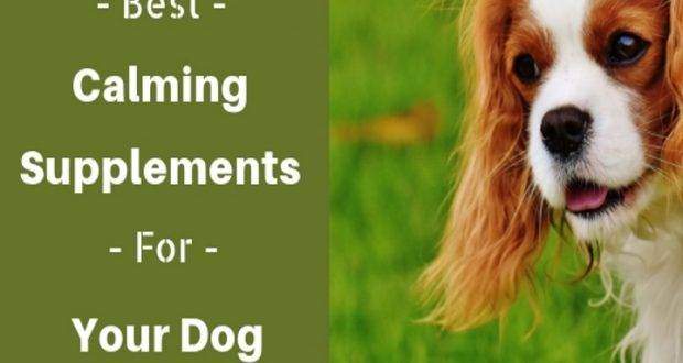calming supplements for your dog