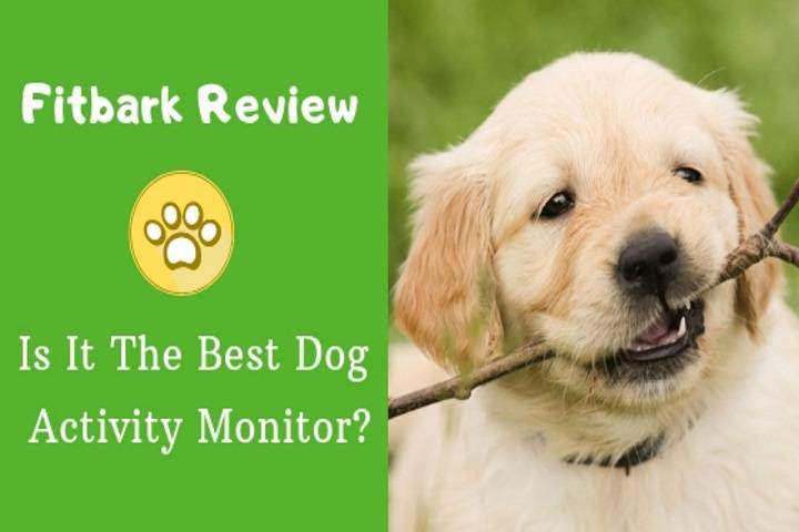 fitbark review