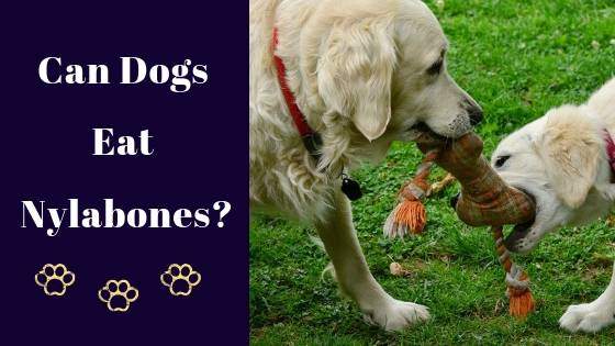 nylabone reviews nylabone reviews