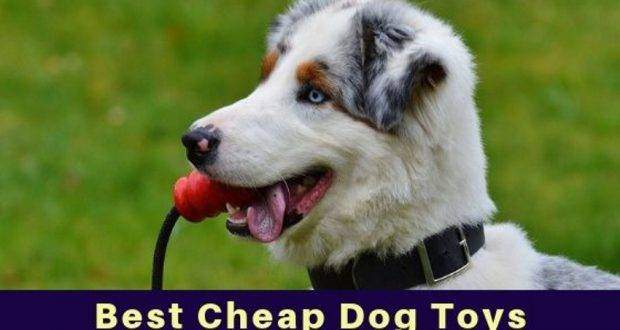 Best Cheap Dog Toys 2019 Totally Goldens best-cheap-dog-toys-2019-totally-goldens