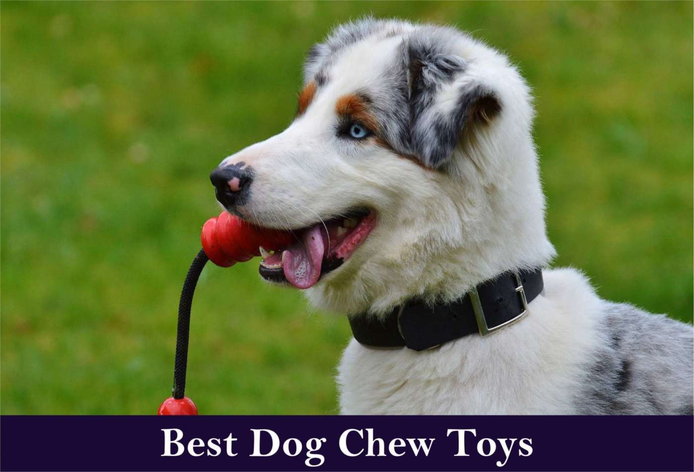 10 Best Dog Chew Toys In 2019 Totally Goldens