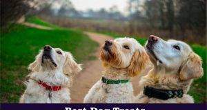 The Best Puppy Food For Golden Retrievers 2019