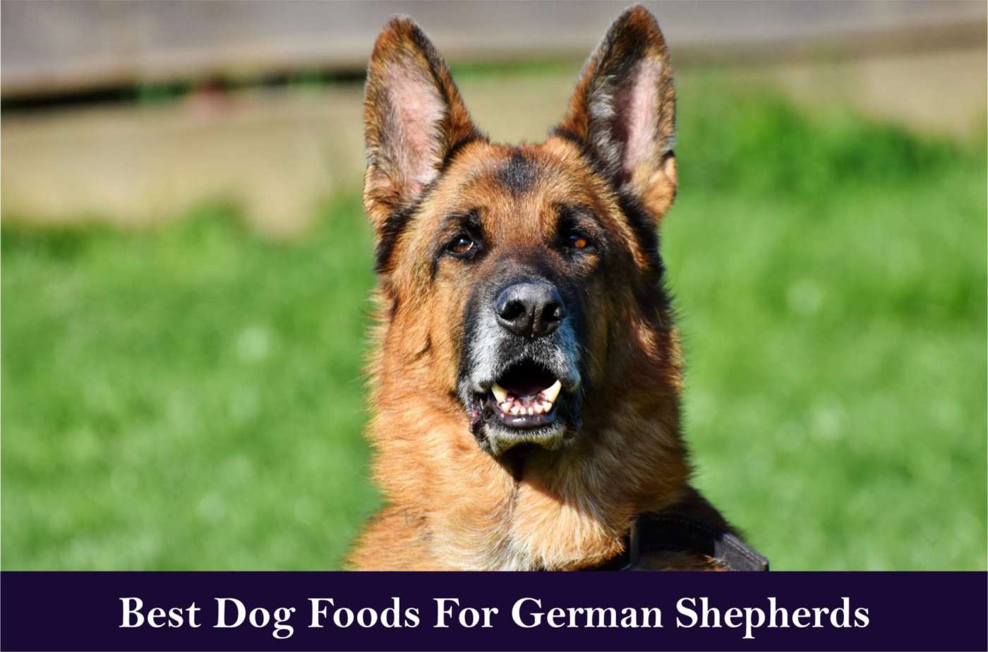 8 Best Dog Food For German Shepherd In 2019 - Totally Goldens