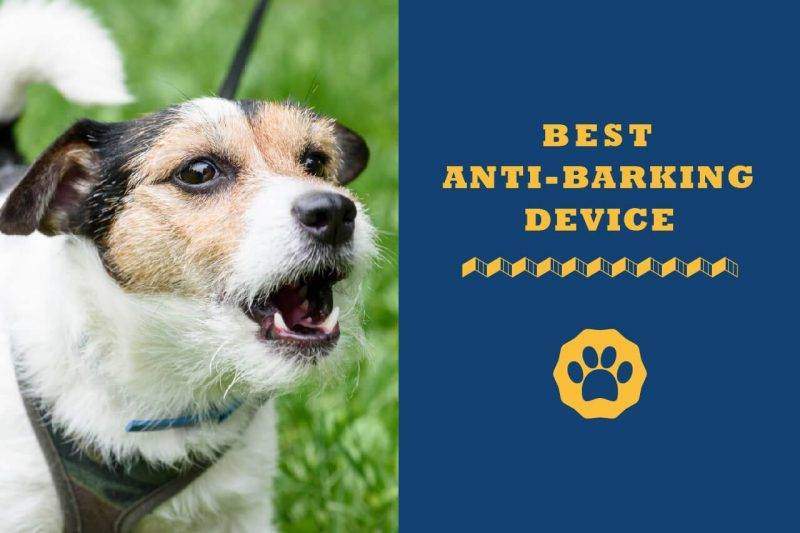 best anti bark device for small dogs