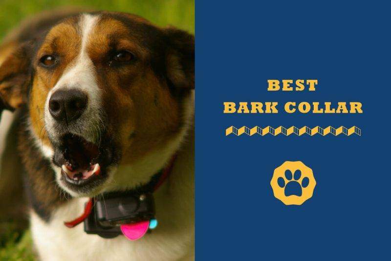 dog bark and training collar combo
