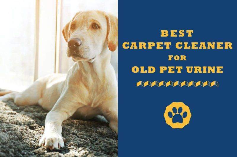 best carpet deodorizer for dog urine