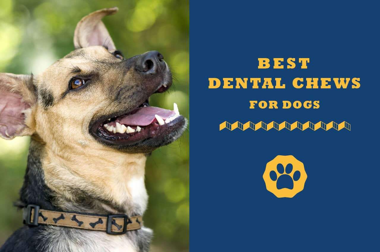 best dental chews for dogs