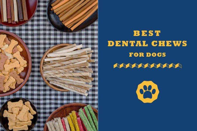 abound dental chews reviews