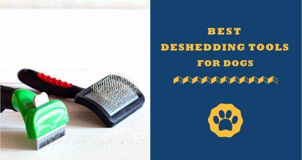 AKC Puppies For Sale