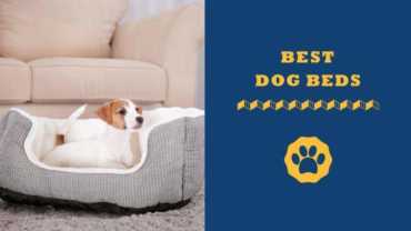 best dog beds