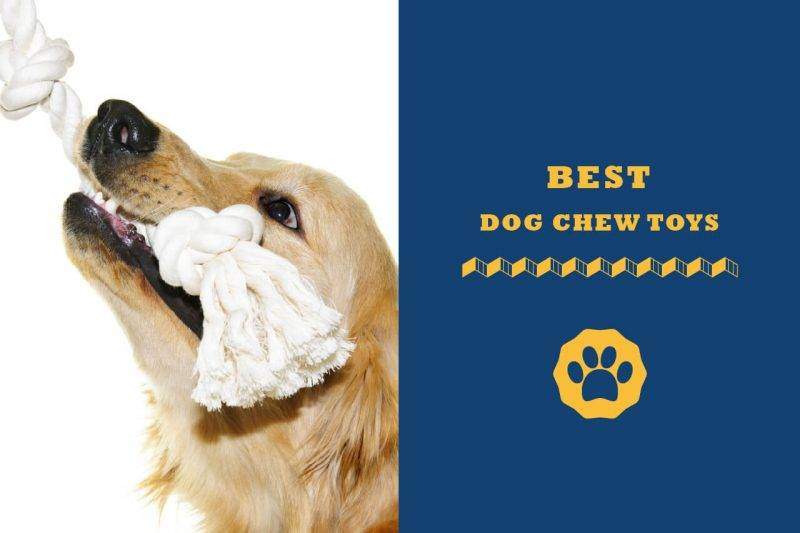best dog chews toys