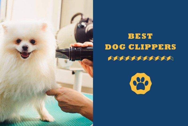 best grooming clippers for pomeranians