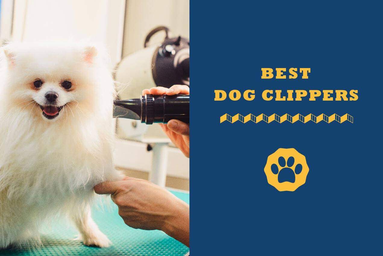 best clippers for pomeranians