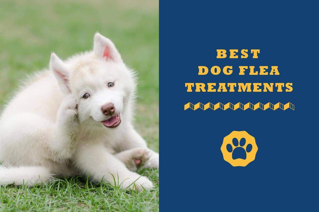 best dog flea treatment 2019