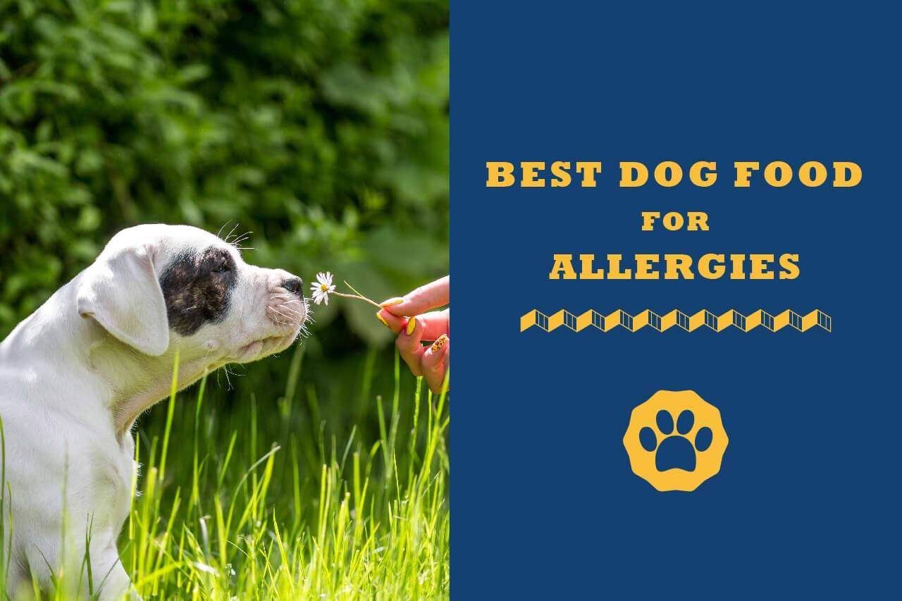 Best Dog Food For Allergies In 2020 Totally Goldens