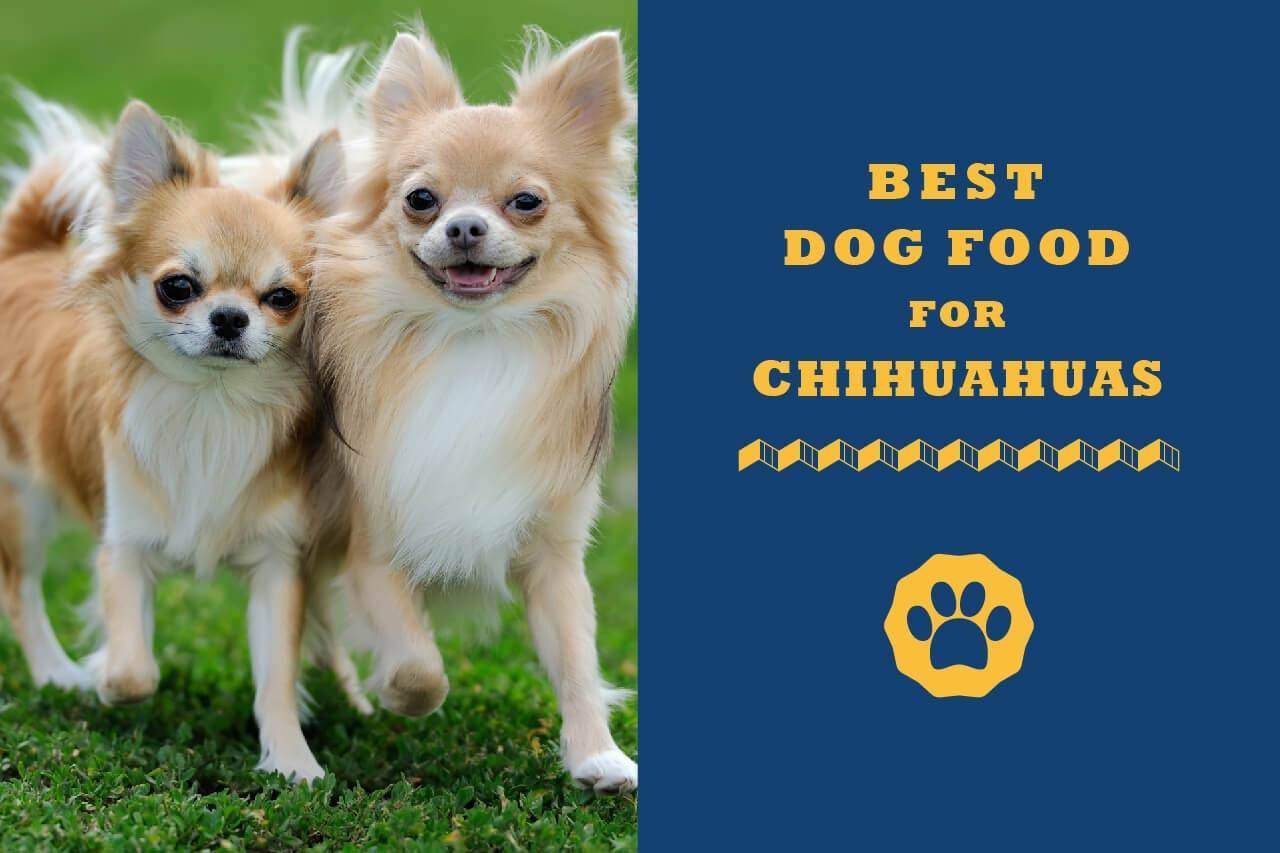 best dry food for chihuahuas