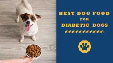 best dog food for diabetic dogs